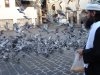 Feeding-Pegeons-Outside-Jamia-al-Umvi-Damascus-Shaam-Ziarat-2011-15